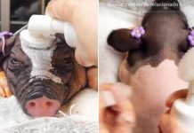 Mujer es viral por masajear a cerditos antes de cocinarlos (Video)