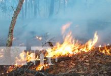 Estelí fortalece la protección forestal con lanzamiento del plan prevención de incendios Foto: Estelí fortalece la protección forestal con lanzamiento del plan prevención de incendios/TN8