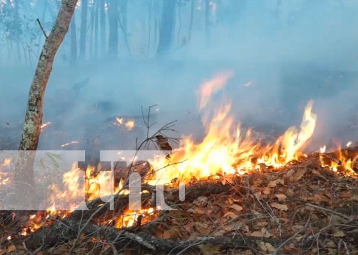 2 Foto: Estelí fortalece la protección forestal con lanzamiento del plan prevención de incendios/TN8