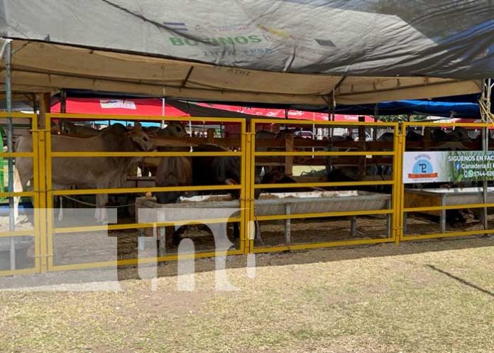 2 Inauguran la 19ª edición de la Feria Nacional Agropecuaria Ríos de Leche en Chontales