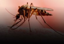 Nicaragua presenta menos contagios en Dengue, Neumonía y Leptospirosis