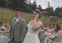 Vaca se opone a una boda en Francia y el video se hace viral Vaca se opone a una boda en Francia y el video se hace viral