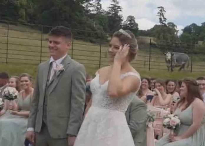 Vaca se opone a una boda en Francia y el video se hace viral