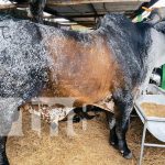 Lanzamiento de la 19ª Feria Nacional Agropecuaria Ríos de Leche en Chontales