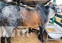 Lanzamiento de la 19ª Feria Nacional Agropecuaria Ríos de Leche en Chontales Lanzamiento de la 19ª Feria Nacional Agropecuaria Ríos de Leche en Chontales