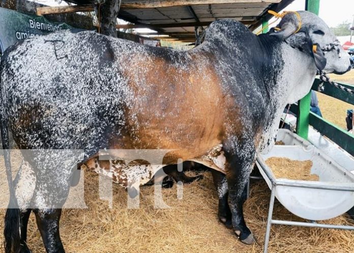 3 Lanzamiento de la 19ª Feria Nacional Agropecuaria Ríos de Leche en Chontales