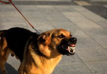 En condición crítica tras ser atacado por perro en Costa Rica