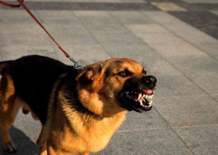 En condición crítica tras ser atacado por perro en Costa Rica