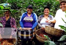 Entregan oficialmente denominación de origen a caficultores de la Isla de Ometepe Foto: Entregan oficialmente denominación de origen a caficultores de la Isla de Ometepe / TN8