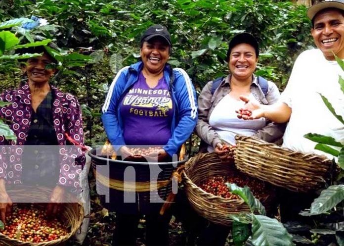 3 Foto: Entregan oficialmente denominación de origen a caficultores de la Isla de Ometepe / TN8