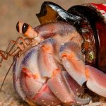 Descubren que una especie de cangrejo utiliza residuos para formar su caparazón protector Foto: Descubren que una especie de cangrejo utiliza residuos para formar su caparazón protector/Cortesía