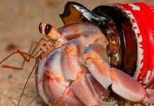 Descubren que una especie de cangrejo utiliza residuos para formar su caparazón protector Foto: Descubren que una especie de cangrejo utiliza residuos para formar su caparazón protector/Cortesía