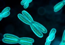 ¿Fin de los hombres? La misteriosa desaparición del cromosoma «Y» y su impacto en la humanidad