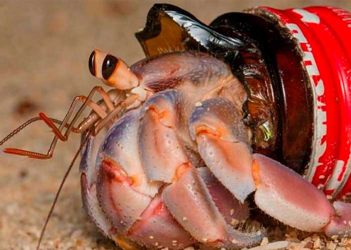 Marca-de-agua-TN8-(2) Foto: Descubren que una especie de cangrejo utiliza residuos para formar su caparazón protector/Cortesía
