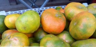 Foto: Frutas frescas desde Ticuantepe / TN8