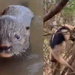 ¡Biodiversidad en Nicaragua! Avistan a Hormiguero de chaleco, Nutria de río y un Pizote Foto: ¡Biodiversidad en Nicaragua! Avistamientos de especies resaltan la conservación/Cortesía