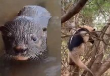 ¡Biodiversidad en Nicaragua! Avistan a Hormiguero de chaleco, Nutria de río y un Pizote Foto: ¡Biodiversidad en Nicaragua! Avistamientos de especies resaltan la conservación/Cortesía