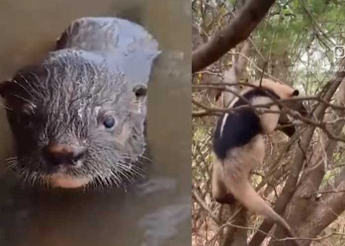 WhatsApp Image 2024-02-20 at 8.57.30 AM Foto: ¡Biodiversidad en Nicaragua! Avistamientos de especies resaltan la conservación/Cortesía