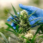 Alemania en el ojo del huracán: Legalizó la marihuana recreativa Alemania legaliza el cannabis recreativo