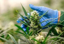 Alemania en el ojo del huracán: Legalizó la marihuana recreativa Alemania legaliza el cannabis recreativo
