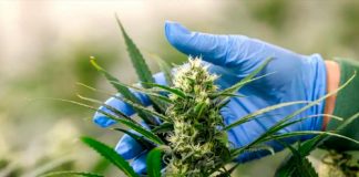 Alemania legaliza el cannabis recreativo