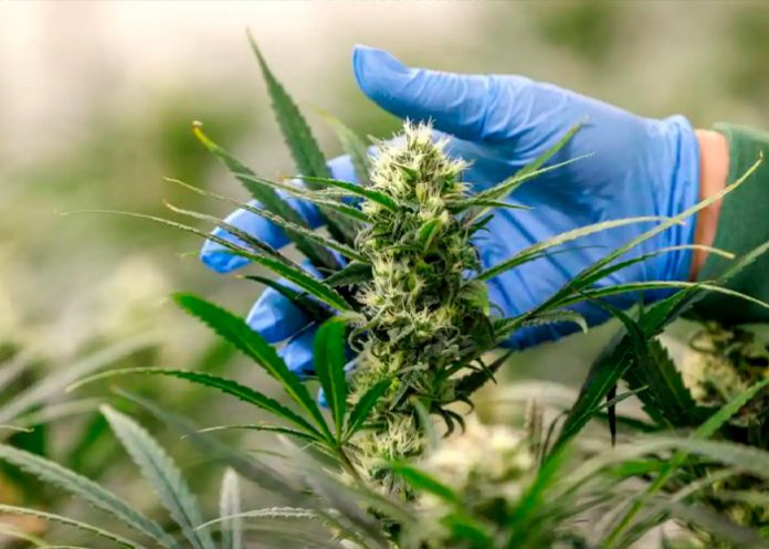 Alemania legaliza el cannabis recreativo