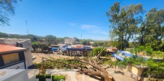 Centenario árbol de Guanacaste colapsa en la UNI