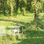 Foto: Mortal accidente de tránsito en Kukra Hill, Caribe Sur de Nicaragua / TN8