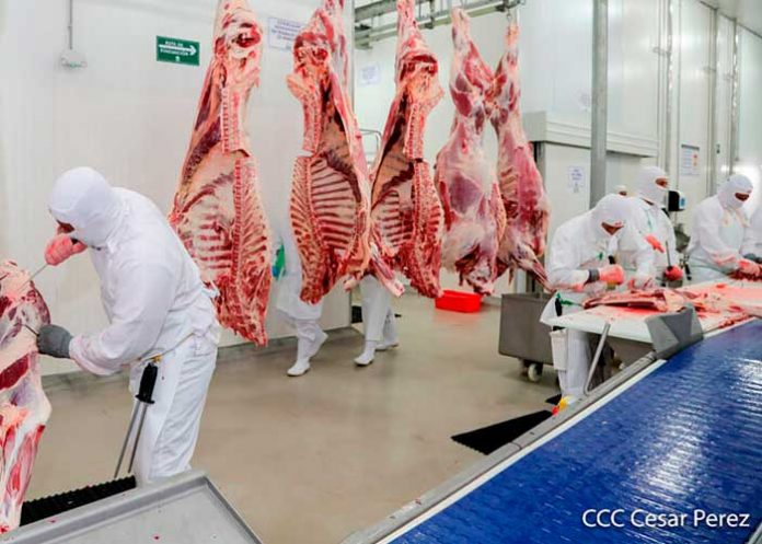 carni-1 Foto: Retiran lote de carnes defectuosas de supermercados en Nicaragua