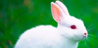 Sujeto mata y cocina el conejo de su novia en España