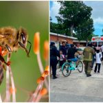 Ataque de abejas deja a 20 niños afectados en Costa Rica