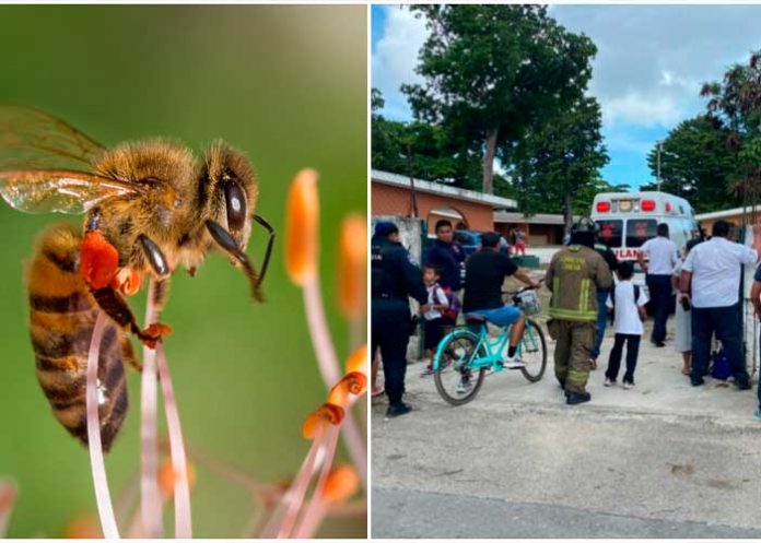 costa1 Ataque de abejas deja a 20 niños afectados en Costa Rica