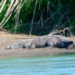 Hallan el cuerpo del «nica» que fue atacado por un cocodrilo en Costa Rica Adulto atacado por cocodrilo ya fue encontrado