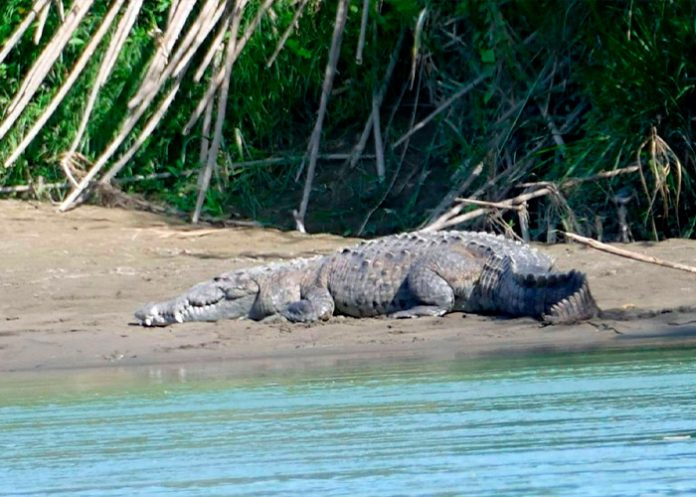 Adulto atacado por cocodrilo ya fue encontrado