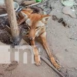 Miércoles 14 de febrero: Conocé las noticias que impactan a toda Nicaragua Foto: Rescate de coyote en cautiverio de la ciudad de Ocotal / TN8