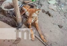 Rescatan a «Mariposa», coyote que estaba en cautiverio en Ocotal Foto: Rescate de coyote en cautiverio de la ciudad de Ocotal / TN8