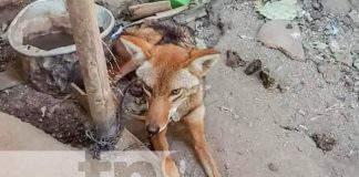 Foto: Rescate de coyote en cautiverio de la ciudad de Ocotal / TN8