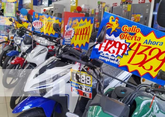 galle-1 Foto: Grandes promociones con el Gallo Más Gallo