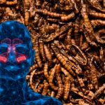 Asqueroso: Hallan 150 gusanos vivos en la nariz de un hombre de Florida Encuentran gusanos en la nariz de un hombre de Florida