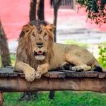 «Lo devoró»: Muere en zoológico de India tras intentar tomarse selfie con un León Quiso tomarse una selfie con un león en India