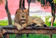 «Lo devoró»: Muere en zoológico de India tras intentar tomarse selfie con un León Quiso tomarse una selfie con un león en India