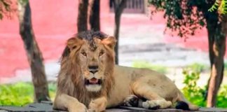 Quiso tomarse una selfie con un león en India