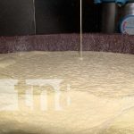 Siuna levanta su economía con su propio acopio de leche Foto: Producción de leche desde Siuna, Triángulo Minero de Nicaragua / TN8
