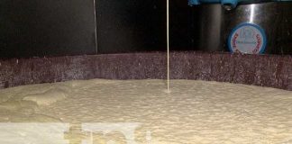 Foto: Producción de leche desde Siuna, Triángulo Minero de Nicaragua / TN8