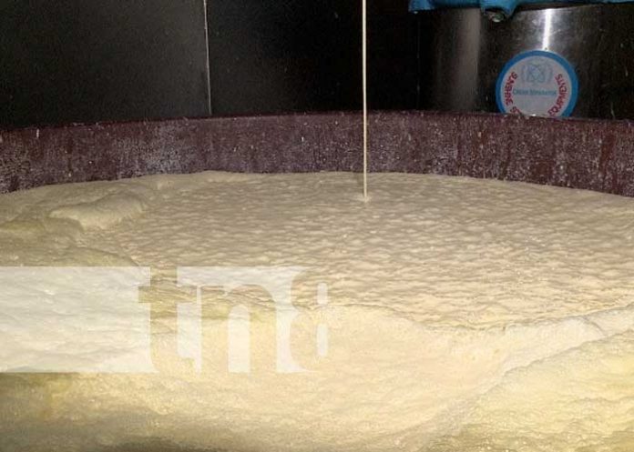 Foto: Producción de leche desde Siuna, Triángulo Minero de Nicaragua / TN8