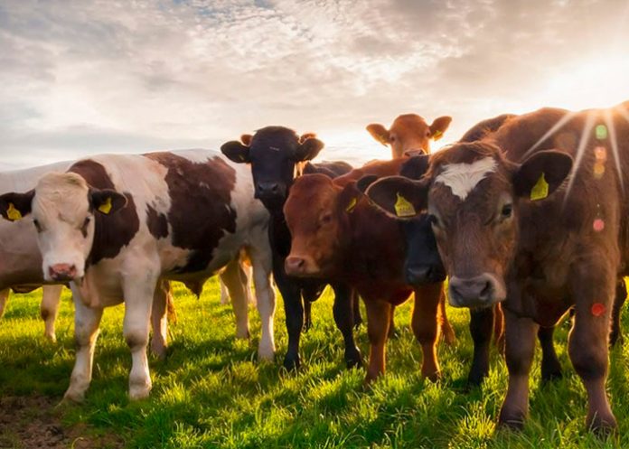 mongolia2 Ganado muere por el frío extremo en Mongolia