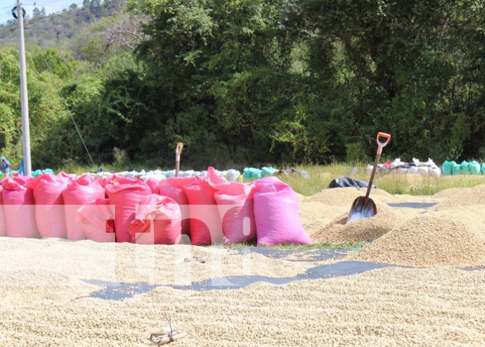 Foto: Productores de café en Madriz, expectantes por el TLC con China / TN8