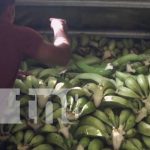 Por el TLC con China, se perciben aires de prosperidad para la producción de Rivas Foto: Gran producción en Rivas / TN8