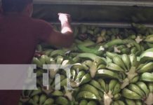 Por el TLC con China, se perciben aires de prosperidad para la producción de Rivas Foto: Gran producción en Rivas / TN8