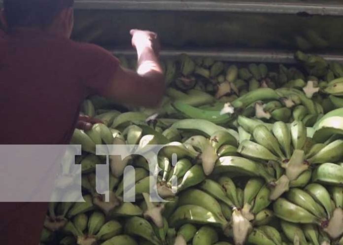 Foto: Gran producción en Rivas / TN8